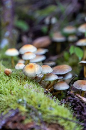 Téléchargez les photos : Commune forêt ami rube champignons croissant sur mousses tronc d'arbre gros plan - en image libre de droit