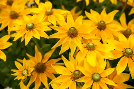 Foto de Grupo de flores de cono áspero amarillo con fondo borroso - Imagen libre de derechos