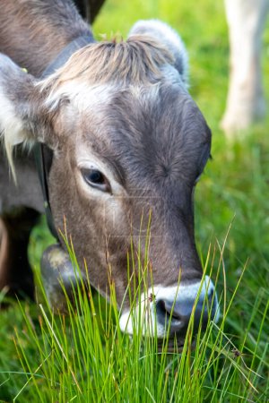 Téléchargez les photos : Vache avec vache mangeant de l'herbe - en image libre de droit