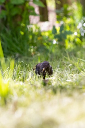 Téléchargez les photos : Merle noir regardant vers le bas et cueillette sur l'herbe verte avec fond flou - en image libre de droit