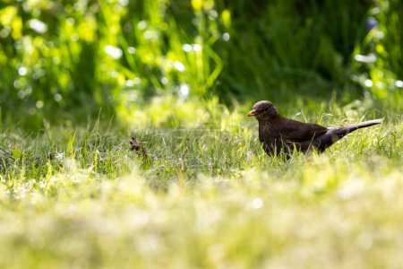 Téléchargez les photos : Merle regardant à gauche sur l'herbe verte avec un fond flou à la lumière du soleil - en image libre de droit