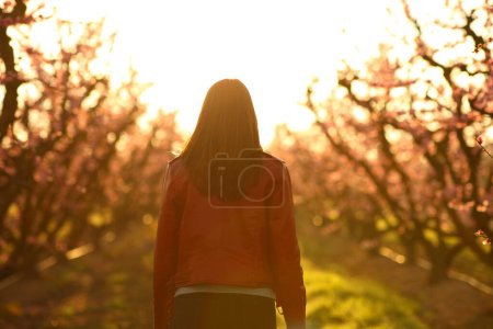 Téléchargez les photos : Vue arrière d'une femme marchant au lever du soleil dans un champ de pêchers fleuris - en image libre de droit