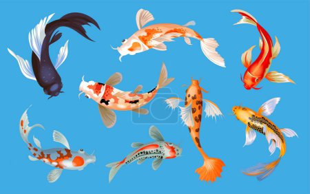 Koi fish vector illustration japanese carp and colorful oriental koi in Asia set of Chinese goldfish and traditional fishery isolated background.