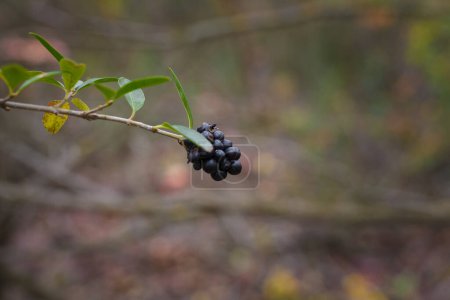 Photo for Branch of frangula rhamnus with ripe black berries on blurry autumn forest background. Copy space. - Royalty Free Image