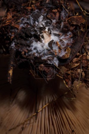 Photo for Mycelium of tricholoma mushroom in autumn forest, soft frocused macro shot - Royalty Free Image