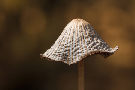 Foto de Some wild brown mushroom cap on blurry forest background. Soft focused macro shot - Imagen libre de derechos