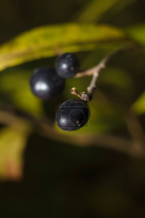 Photo for Frangula rhamnus bush branches with ripe black berries in sunlight on blurry forest background, soft focused macro shot - Royalty Free Image
