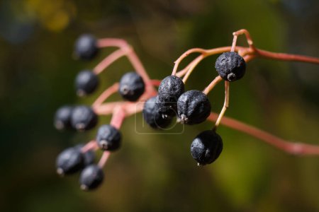 Photo for Frangula rhamnus bush branches with black ripe green berries in sunlight on blurry forest background - Royalty Free Image