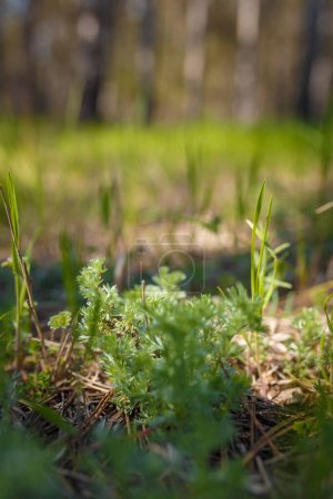 Photo for Sagebrush or tarragon, santonica absinthe growing in forest. Mugwort or wormwood young green leaves, soft focused shot - Royalty Free Image