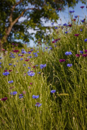 Blaue und lila Kornblumen, Ranunkeln im Frühlingsfeld. Bluebottle, Junggesellen-Knöpfe, Blau- oder Zentauren-Cyanus