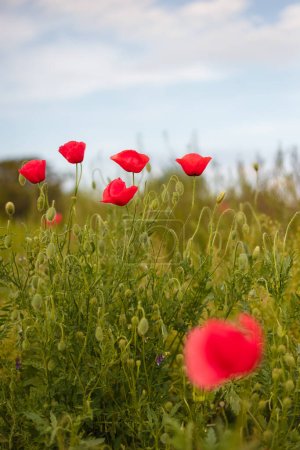 Foto de Red poppies and blue sky. Peace symbol Never again! War in Ukraine 2022. Remembrance day 8 May - Imagen libre de derechos