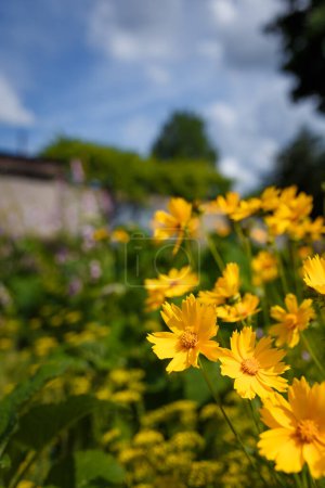 Photo for Beautiful bright yellow perennial tickseed flowers or coreopsis lanceolata from asteraceae family. Summer flower bed. Soft focused vertical shot - Royalty Free Image