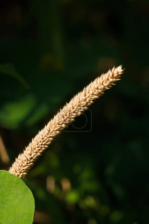 Téléchargez les photos : L'herbe de Timothy, tête commune de graine de queue de chat, ou phleum pratense. Flore sauvage sur fond sombre, plan macro. - en image libre de droit