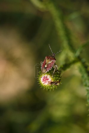 Téléchargez les photos : Dolycoris baccarum ou punaise de bouclier poilue, insecte violet assis sur le bourgeon floral. macro verticale focalisée douce - en image libre de droit