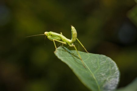 Photo for Little green young European mantis or mantis religiosa sitting on snowberry bush branch. Insects and flora. Soft focused macro shot - Royalty Free Image