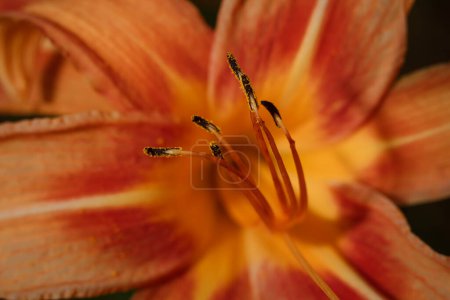 Téléchargez les photos : Fleur de lys orange vif avec pistil, étamines et pétales - en image libre de droit