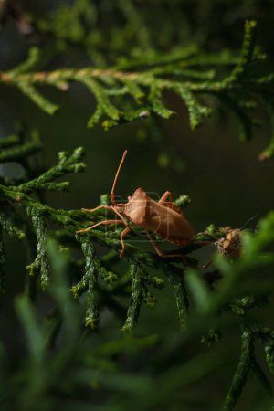 Photo for Orange red coreidae bug sitting on green cupressus sempervirens branch, soft focused macro shot - Royalty Free Image