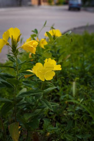 Photo for Narrow-leaved sundrops, evening primrose or oenothera fruticosa yellow flowers among green fresh foliage in spring flower bed - Royalty Free Image
