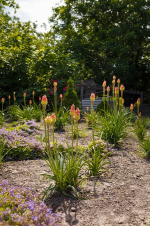 Téléchargez les photos : Buissons de poker chauds jaune vif. Lys torche, fleurs de tritome ou de couteaux, plante ornementale dans le jardin ou le parc. Plan vertical - en image libre de droit