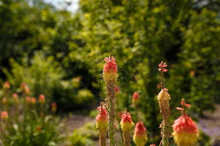 Foto de Bright yellow red hot poker flowers closeup on blurry background. Torch lily, tritoma or kniphofia ornamental plant in garden or park - Imagen libre de derechos