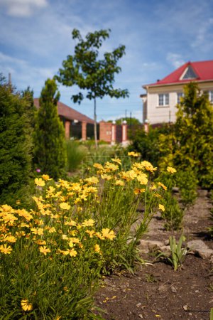 Téléchargez les photos : Fleurs jaunes de graines de tiques à feuilles de lance ou de coreopsis lanceolata dans le jardin ou la cour, maison floue, arbre et ciel bleu sur le fond - en image libre de droit
