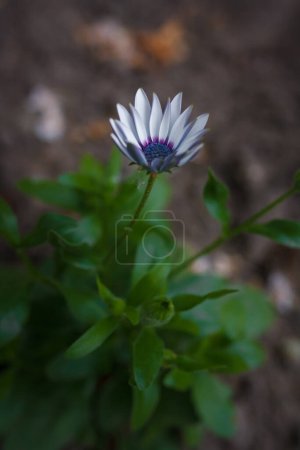 Photo for Soprano white osteospermum or dimorphotheca flower, African daisy or star of the veldt. Spring garden ornamental flowering plant - Royalty Free Image