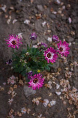 Foto de Pink white osteospermum or dimorphotheca flowers, African daisy or star of the veldt. Spring garden ornamental flowering plants - Imagen libre de derechos