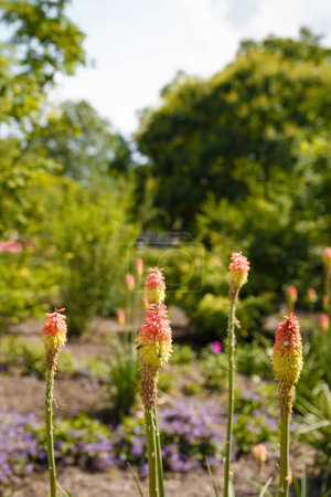 Foto de Bright yellow red hot poker flowers closeup on blurry background. Torch lily, tritoma or kniphofia ornamental plant in garden or park - Imagen libre de derechos
