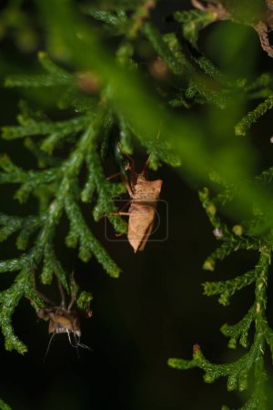 Photo for Orange red coreidae bug sitting on green cupressus sempervirens branch, soft focused macro shot - Royalty Free Image