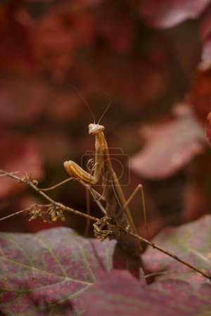 Photo for Beautiful european mantid or praying mantiss religiosa on red smoke tree leaves, coggygria cotinus. Soft focused vertical macro shot - Royalty Free Image