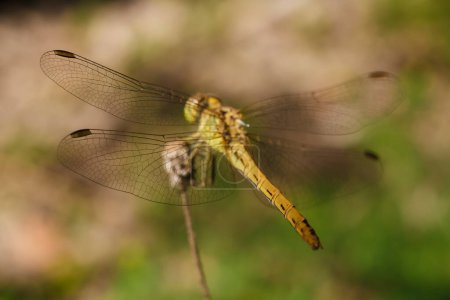 macro tiro suave enfocado de libélula sentado en la planta, la vida de los insectos