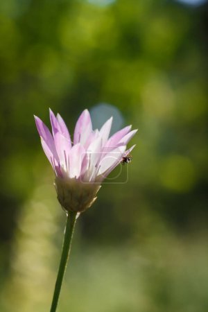 Hormiga sobre xerantemo annuum, eterna o inmortelle flor púrpura sobre fondo verde borroso, florece el bosque de verano. macro enfocada suave