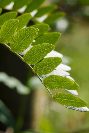 Robinia pseudoacacia comúnmente conocida como langosta negra, rama caducifolia con follaje verde fresco. Tiro vertical de macro