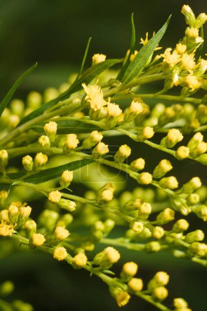 beautiful yellow flowering plant Solidago, commonly called goldenrods with tiny buds and flowers, vertical soft focused macro shot