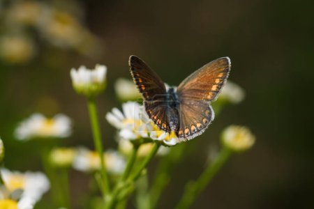 Aricia agestis, der braune Argus-Schmetterling aus der Familie der Lycaenidae sitzt auf Kamille, Kamillenblüte. Weicher fokussierter Makroschuss