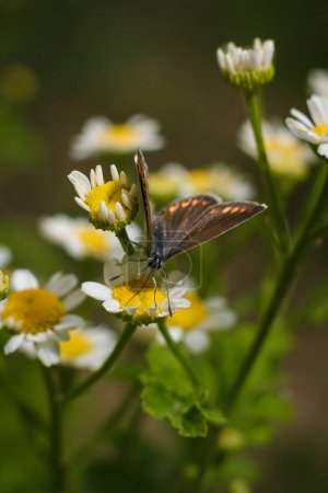 Aricia agestis, le papillon argus brun de la famille des Lycaenidae assis sur la camomille, fleur de camomille. macro prise de vue soft focus