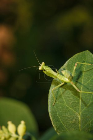 Photo for Little green young European mantis or mantis religiosa sitting on snowberry bush branch. Insects and flora. Soft focused macro shot - Royalty Free Image