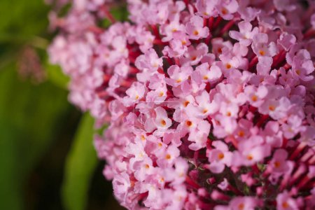 Buddleia, buddlea o buddleja davivvii macro plano enfocado suave con pequeñas flores púrpuras floreciendo en primavera