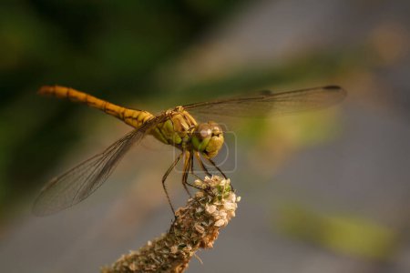 macro tiro suave enfocado de libélula sentado en la planta, la vida de los insectos