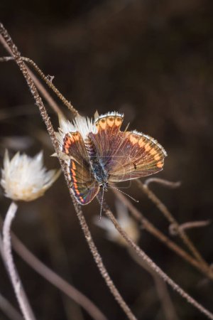 Polyommatinae, der Blauregen, vielfältige Unterfamilie hauchdünner Schmetterlinge, Familie Lycaenidae. Insekt sitzt auf Pflanze, weich fokussiert Makro