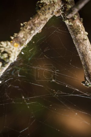 Foto de Tela de araña en ramas de árboles desnudos en el bosque de otoño, macro plano vertical enfocado suave - Imagen libre de derechos