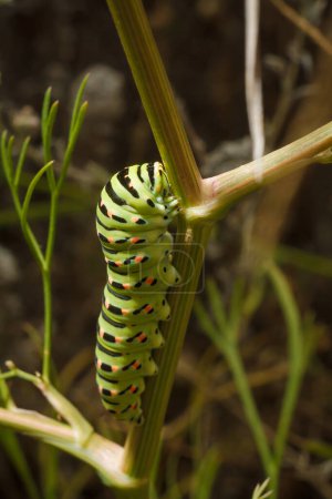 hermoso verde manchado Papilio machaon o Old World oruga de cola de golondrina en la planta. Tiro macro vertical enfocado suave