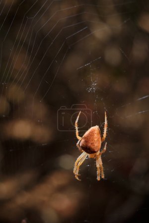 Leuchtend orange-braune Spinne Eriophora, eine Gattung der Spinnweberspinnen in ihrem Spinnennetz. Tierwelt, Insektenwelt. Weich fokussiertes vertikales Makro