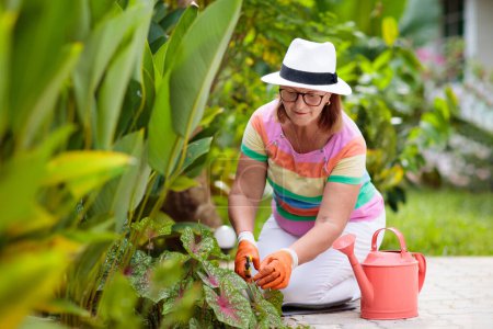 Photo for Senior woman gardening. Retired lady in sun hat watering garden plants and flowers. Beautiful sunny blooming backyard. Outdoor hobby and healthy activity. Female with garden tools and water can. - Royalty Free Image
