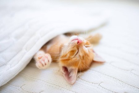 Téléchargez les photos : Bébé chat dormant. Chaton roux sur canapé sous couverture tricotée. Animal domestique. Dormir et faire une sieste confortable. Animaux domestiques. De jeunes chats. Chats drôles mignons à la maison. - en image libre de droit