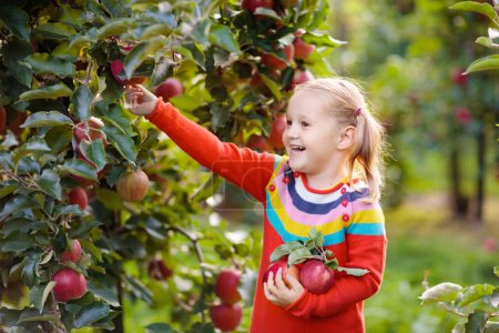 Téléchargez les photos : Enfant cueillant des pommes dans une ferme en automne. Petite fille jouant dans un verger de pommiers. Les enfants cueillent des fruits dans un panier. Tout-petit mangeant des fruits à la récolte d'automne. Amusement extérieur pour les enfants. Une alimentation saine. - en image libre de droit