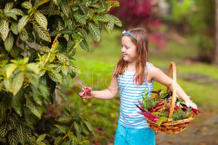 Photo for Child picking colorful autumn leaves in basket. Kid playing with tree leaf outdoor. Kids play in warm autumn rain. Fall and foliage fun for children. - Royalty Free Image