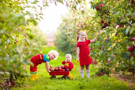 Téléchargez les photos : Les enfants cueillent des pommes dans le jardin fruitier. Fille, garçon et bébé jouent dans le verger de pommiers. Les enfants cueillent des fruits en automne avec une brouette. Les petits agriculteurs mangent des pommes à la récolte d'automne. Amusement extérieur pour la famille - en image libre de droit