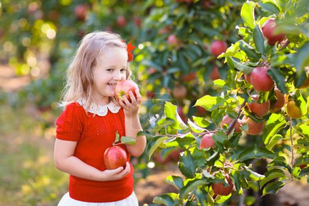 Téléchargez les photos : Enfant cueillant des pommes dans une ferme en automne. Petite fille jouant dans un verger de pommiers. Les enfants cueillent des fruits dans un panier. Tout-petit mangeant des fruits à la récolte d'automne. Amusement extérieur pour les enfants. Une alimentation saine. - en image libre de droit