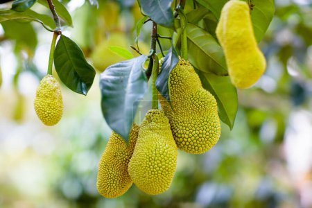 Jackfruit growing on tree. Tropical fruit of Thailand and Malaysia. Exotic healthy jack fruits on organic farm.